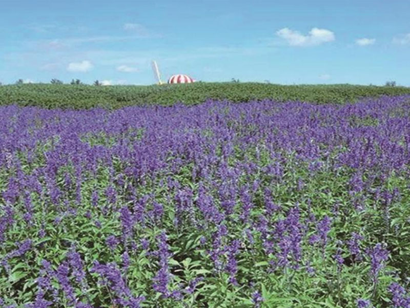 鼠尾草花海6