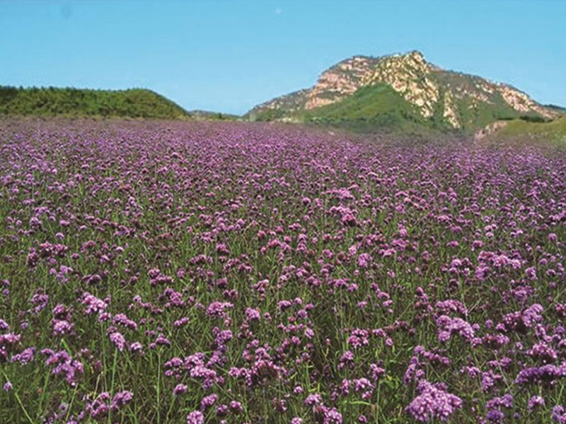 馬鞭草花海1