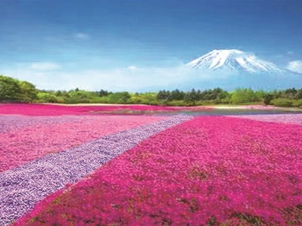 芝櫻花海工程